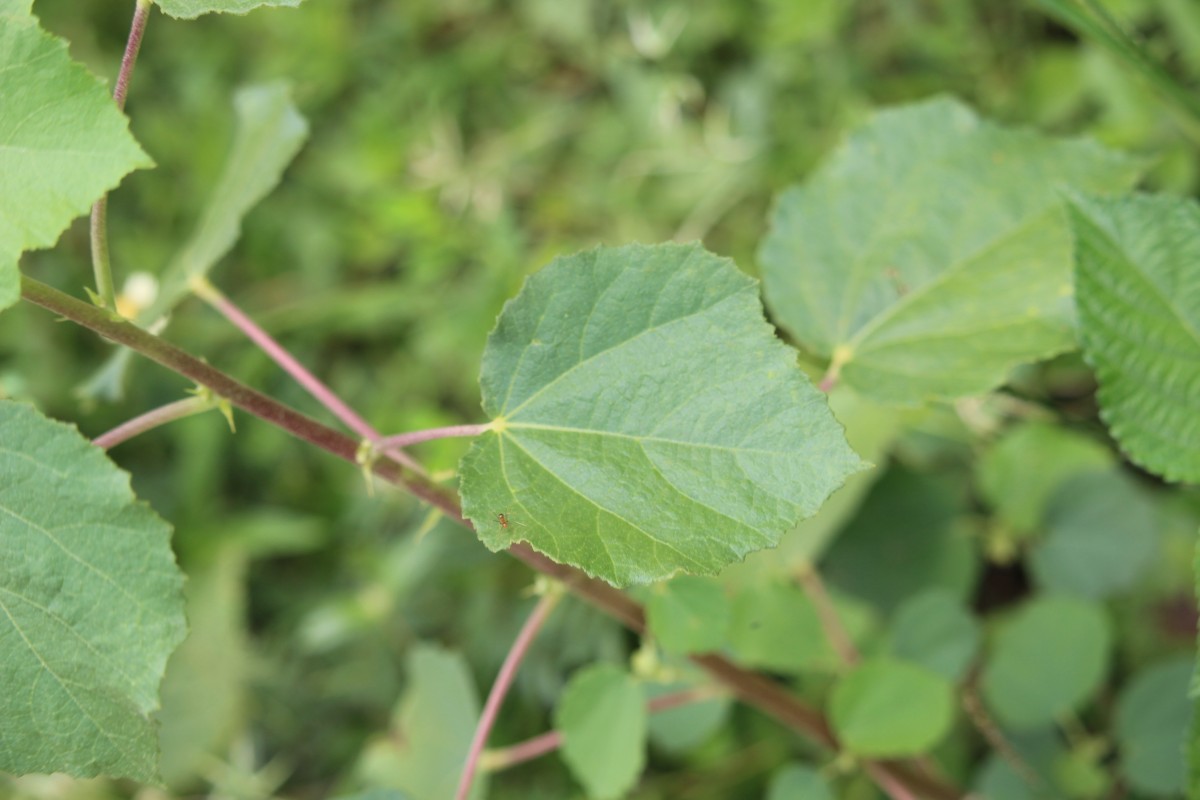 Triumfetta glabra Spreng.